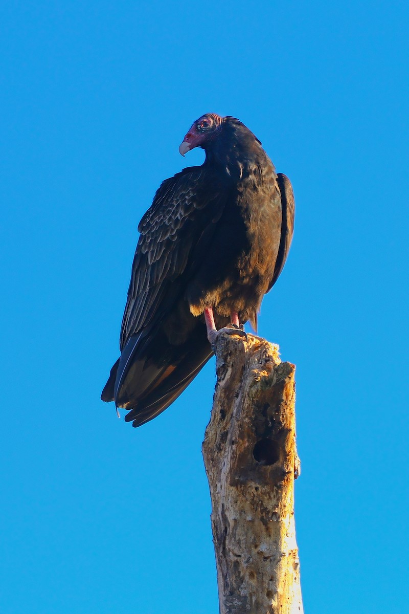 Turkey Vulture - ML646324457