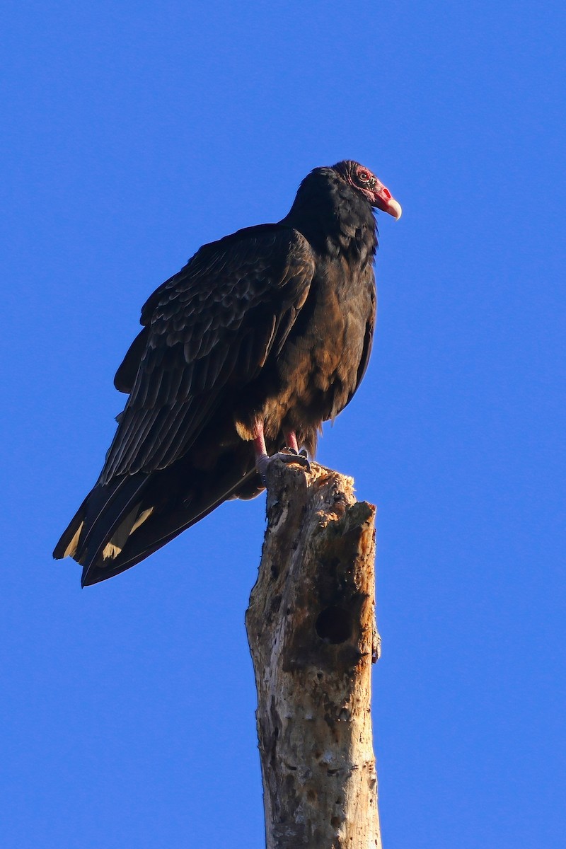 Turkey Vulture - ML646324458