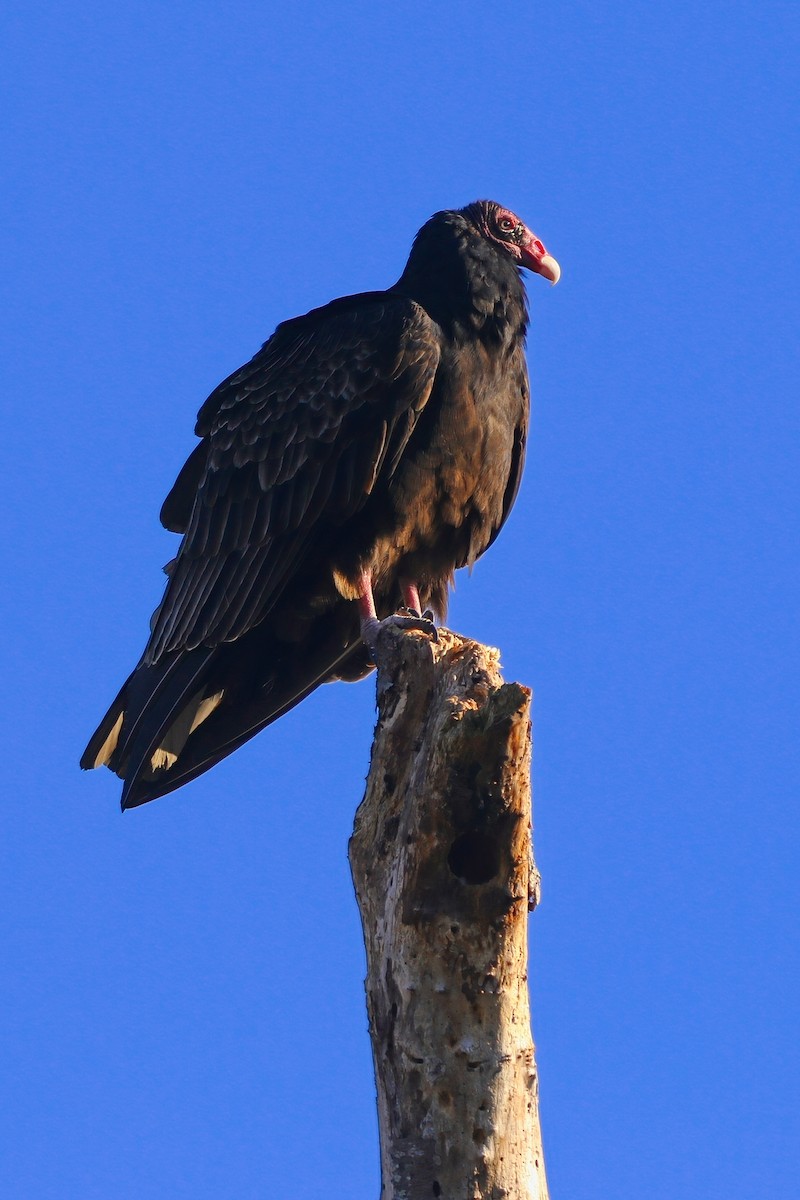 Turkey Vulture - ML646324459