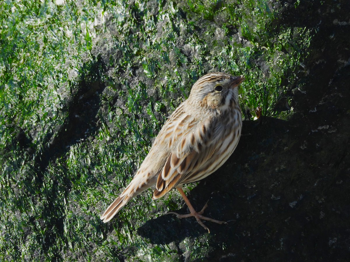 Savannah Sparrow (Ipswich) - ML646324462