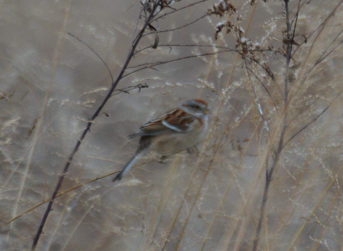 American Tree Sparrow - ML646324465