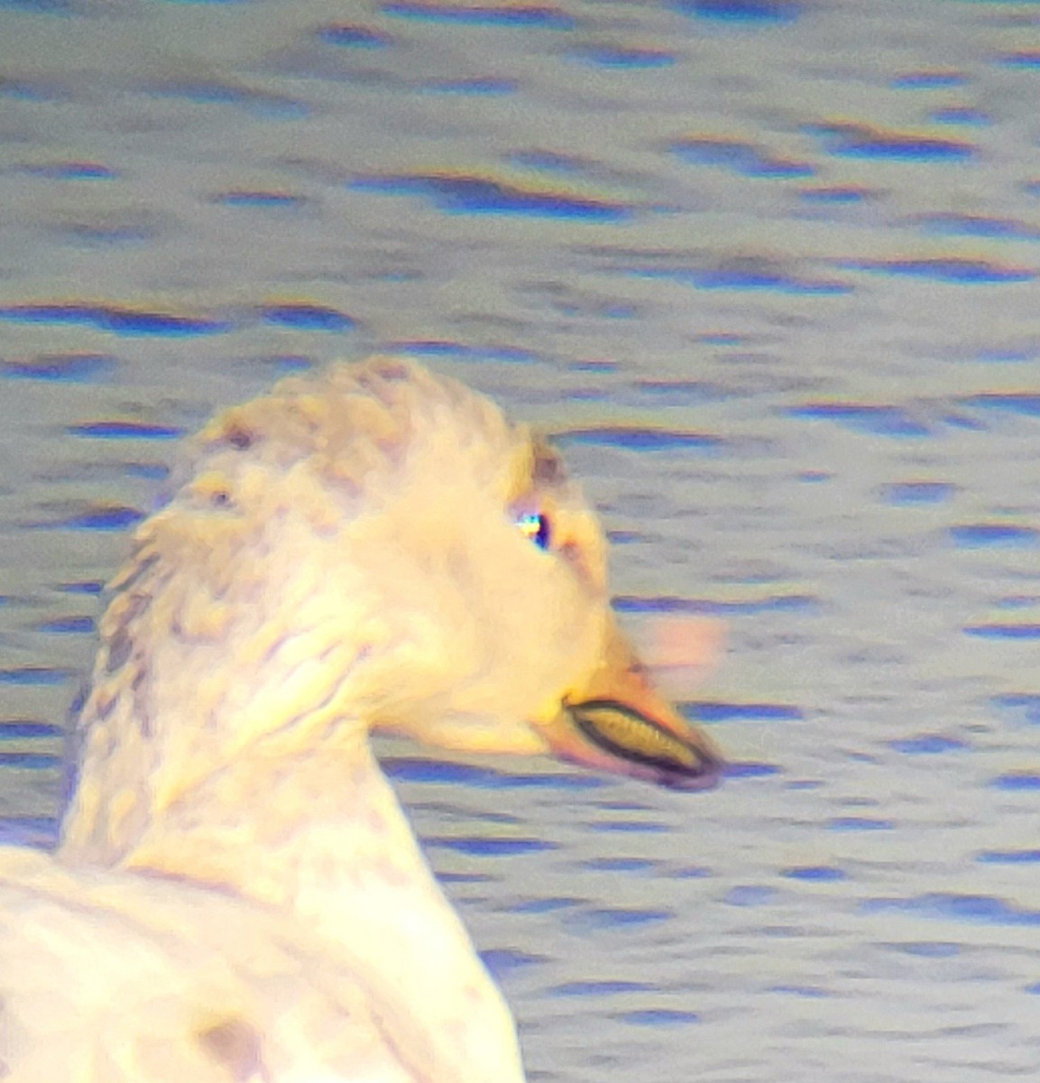 Snow Goose - ML646324468