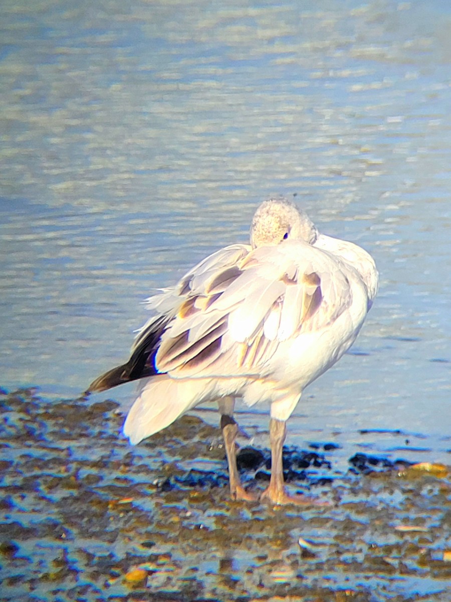 Snow Goose - ML646324471