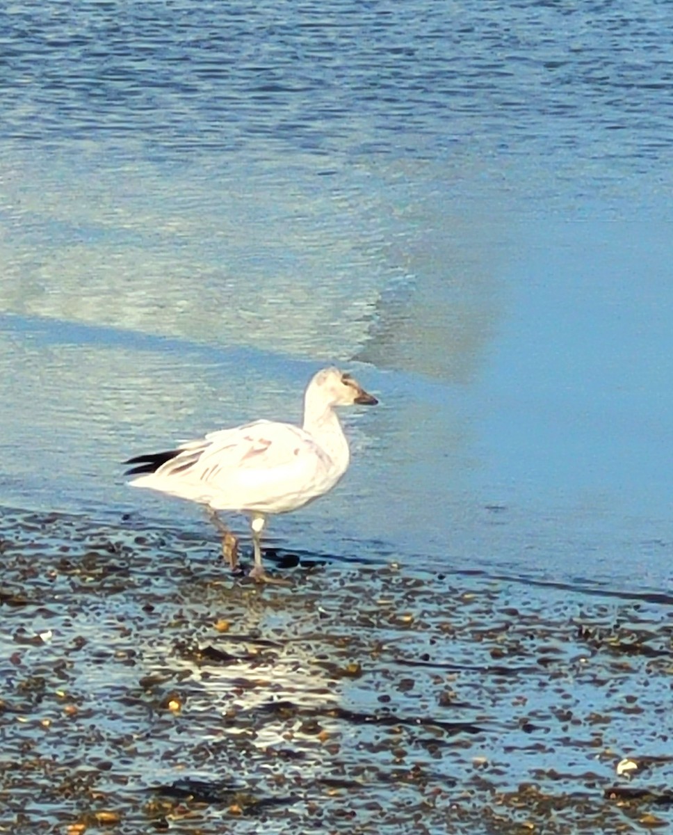 Snow Goose - ML646324472