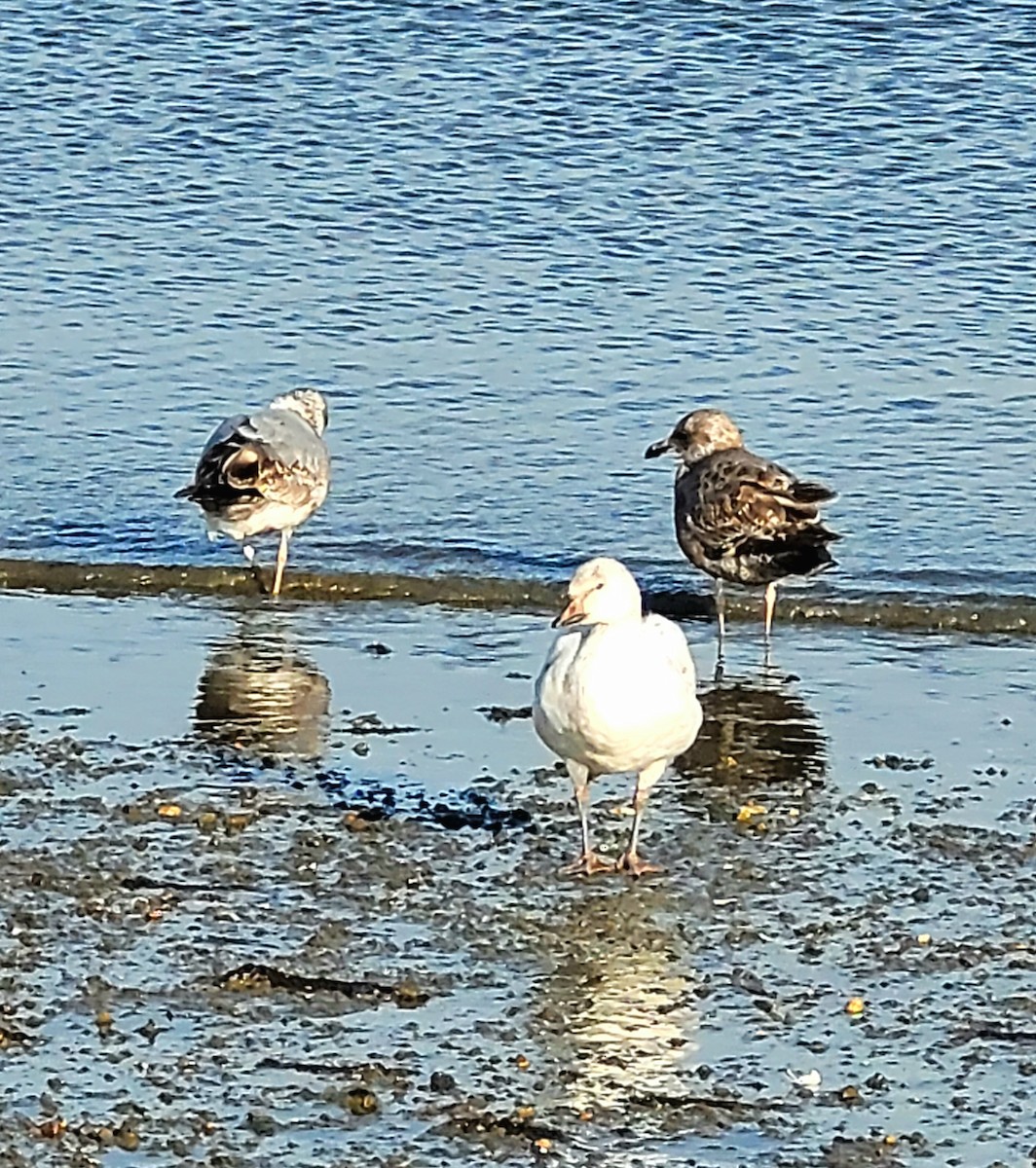 Snow Goose - ML646324473