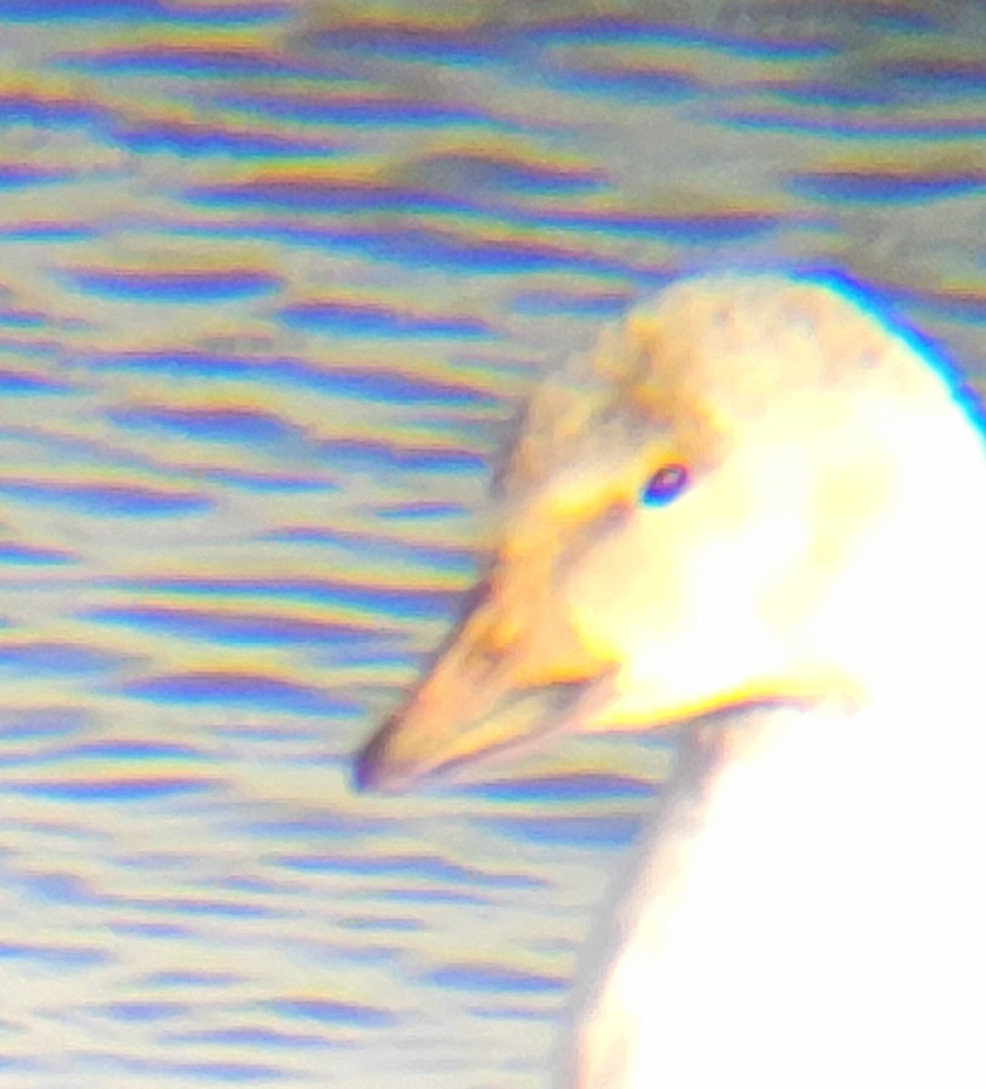 Snow Goose - ML646324474