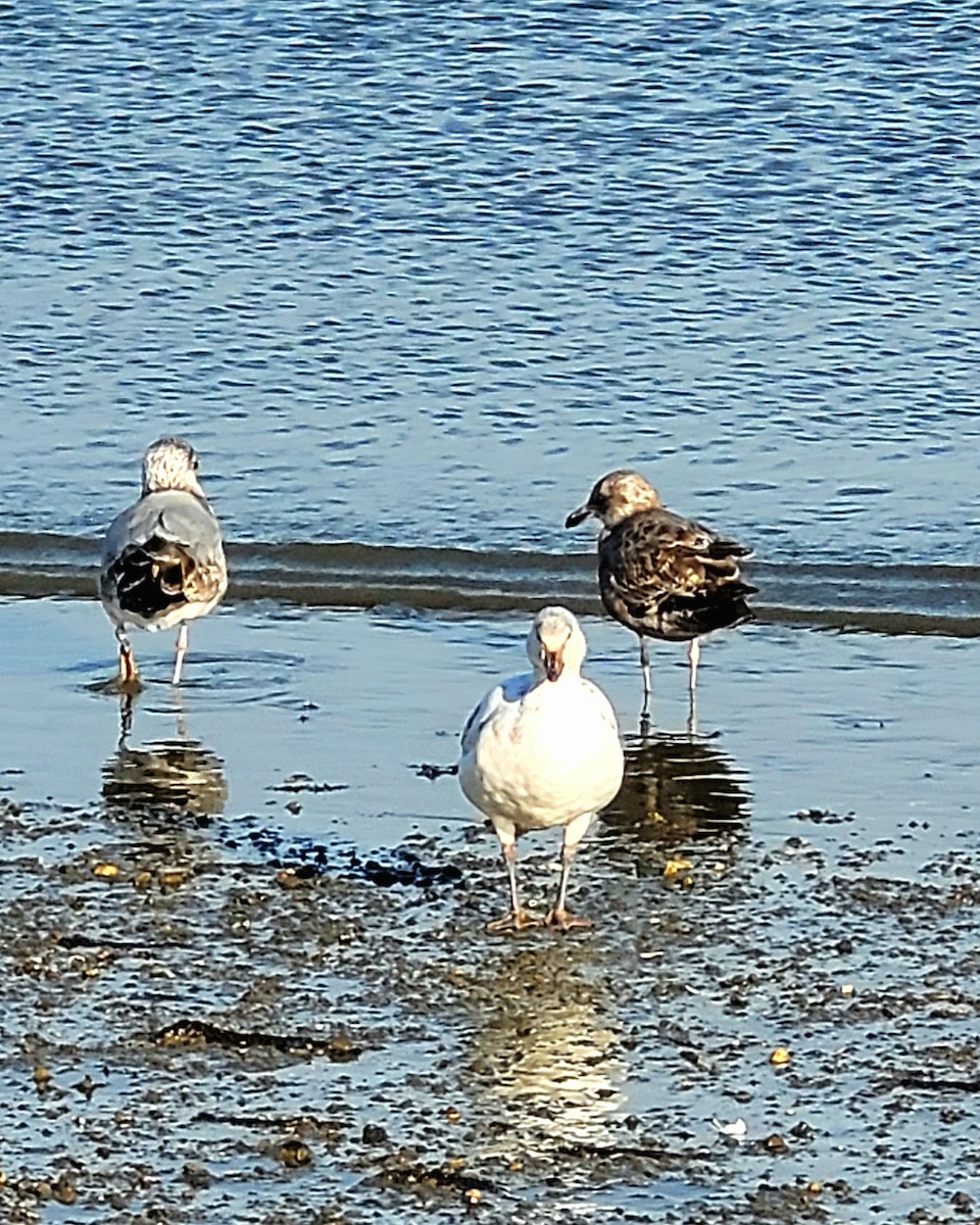 Snow Goose - ML646324475