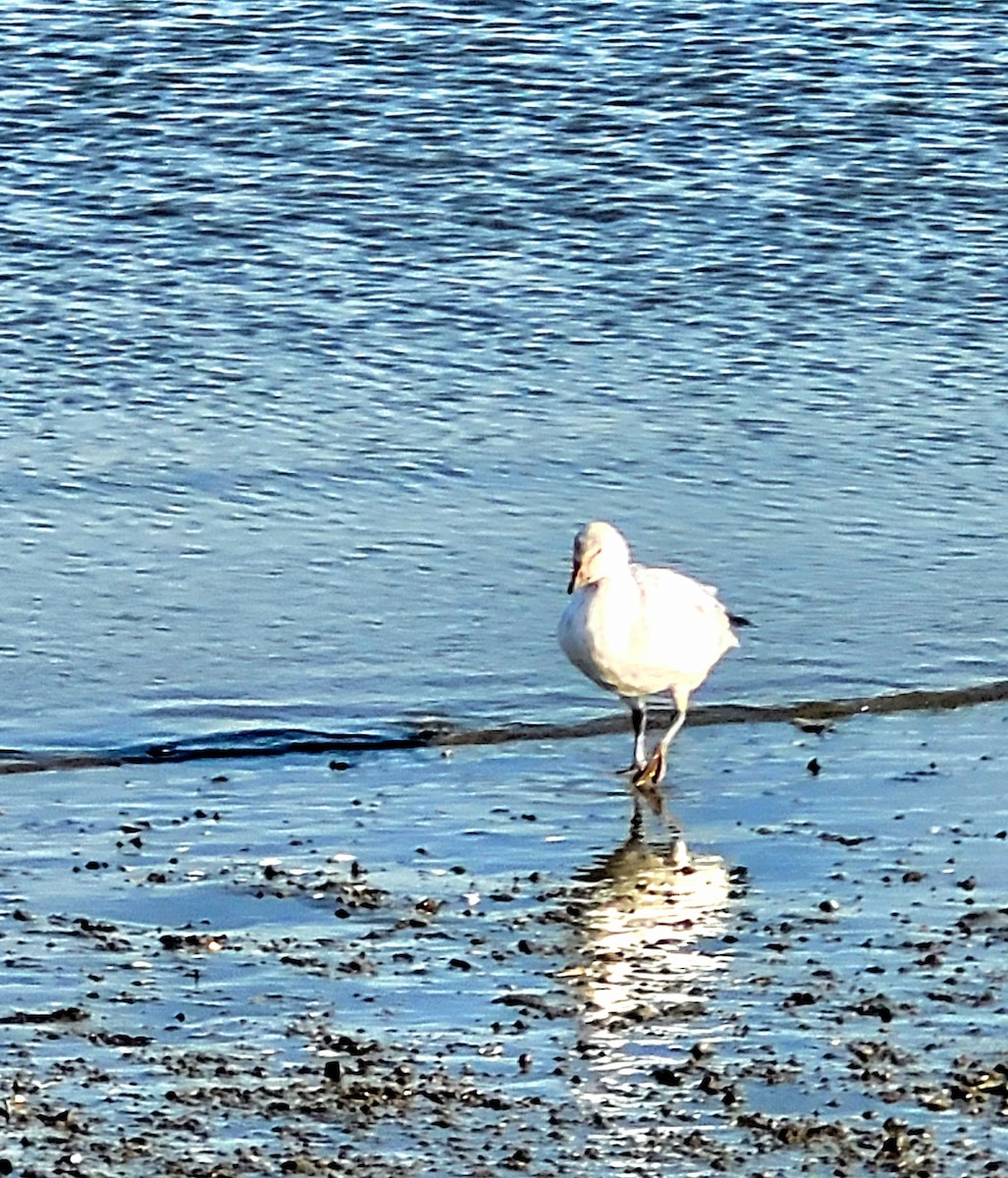 Snow Goose - ML646324476