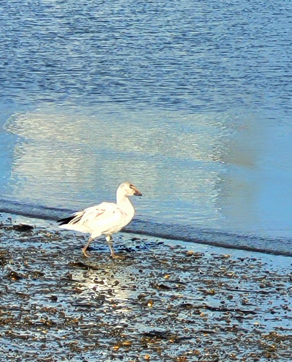 Snow Goose - ML646324477