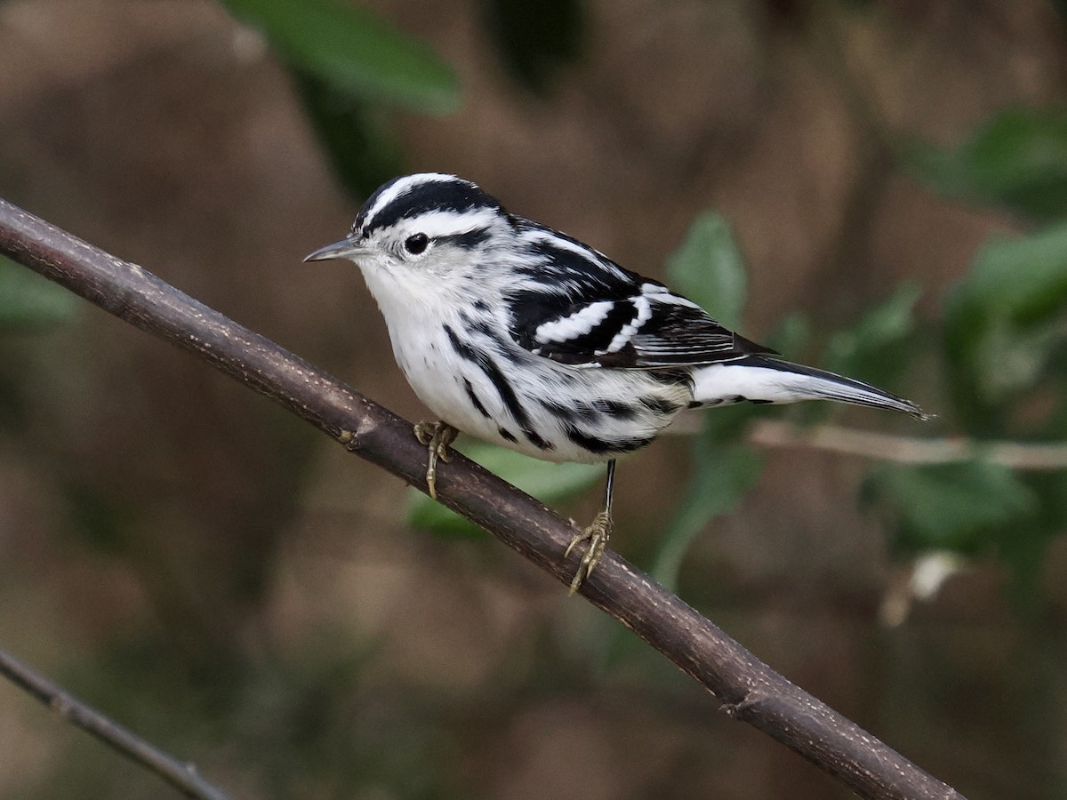 Black-and-white Warbler - ML646324479