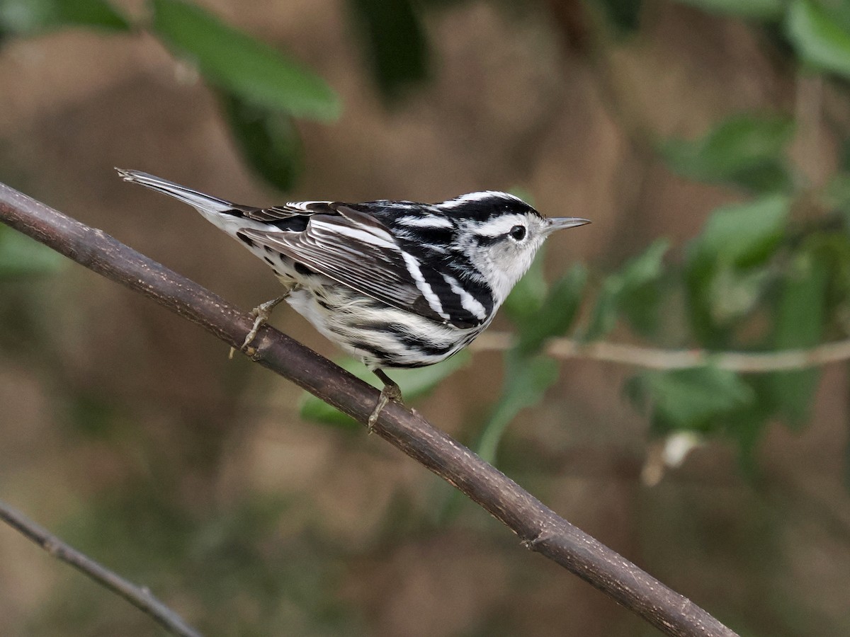 Black-and-white Warbler - ML646324480