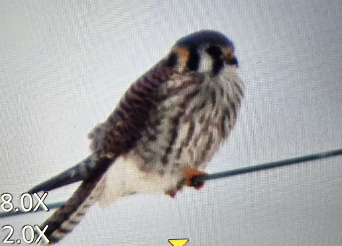 American Kestrel - ML646324494