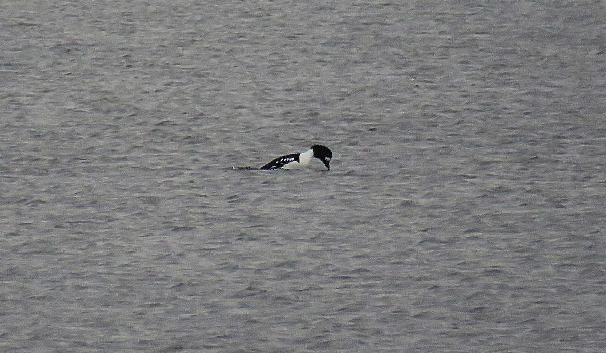 キタホオジロガモ - ML646324497