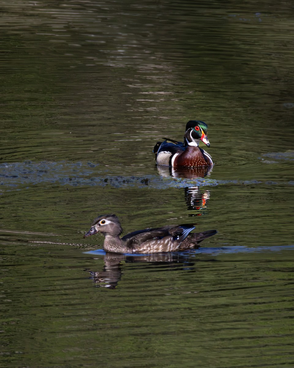 Wood Duck - ML646324498
