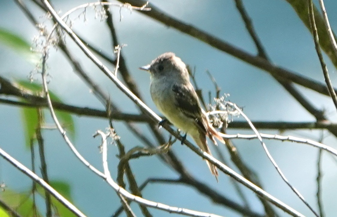 Rufous-tailed Tyrant - ML646324499