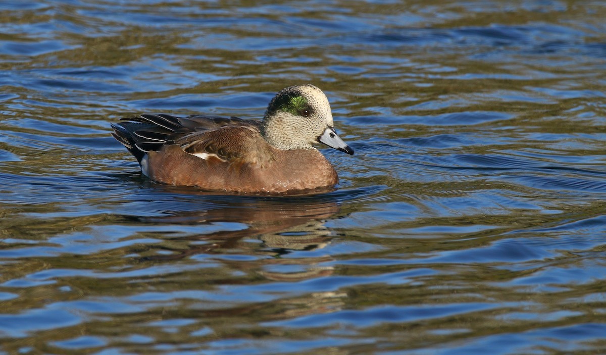 葡萄胸鴨 - ML646324502