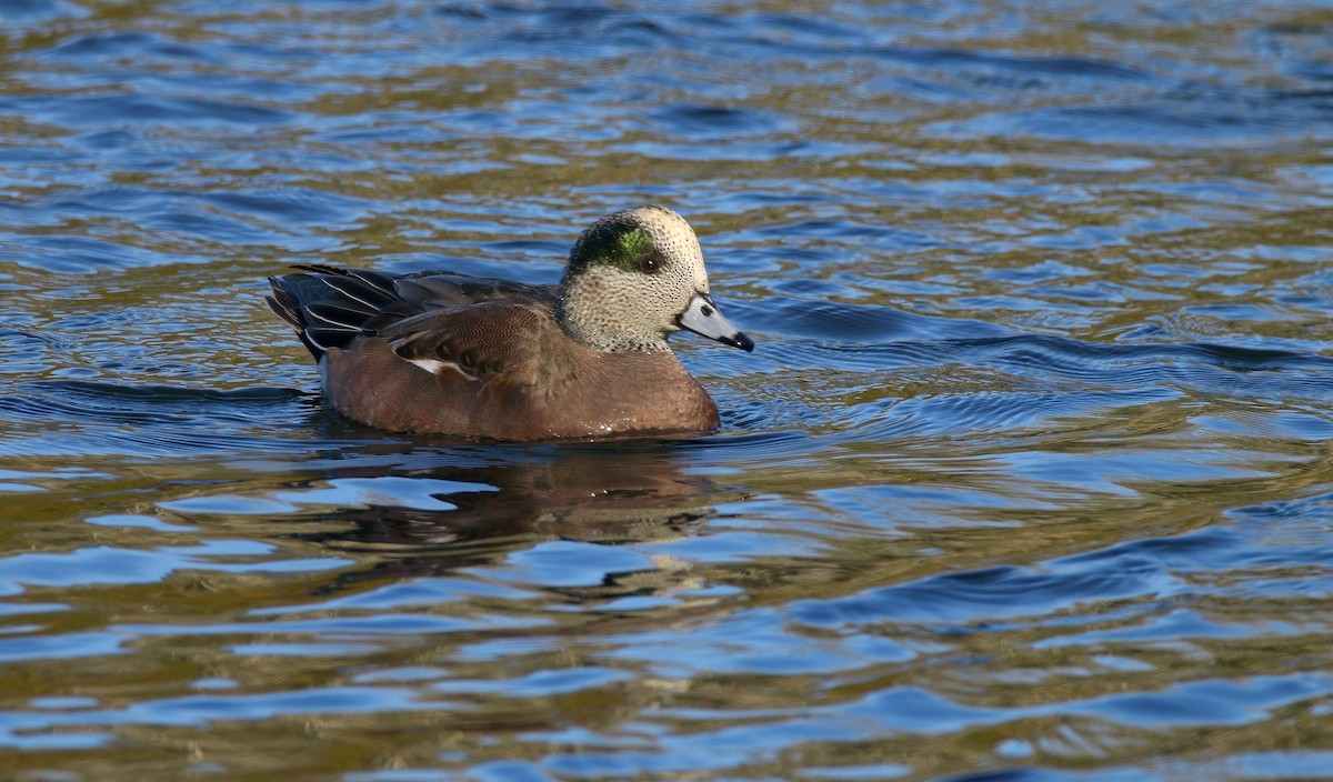葡萄胸鴨 - ML646324503