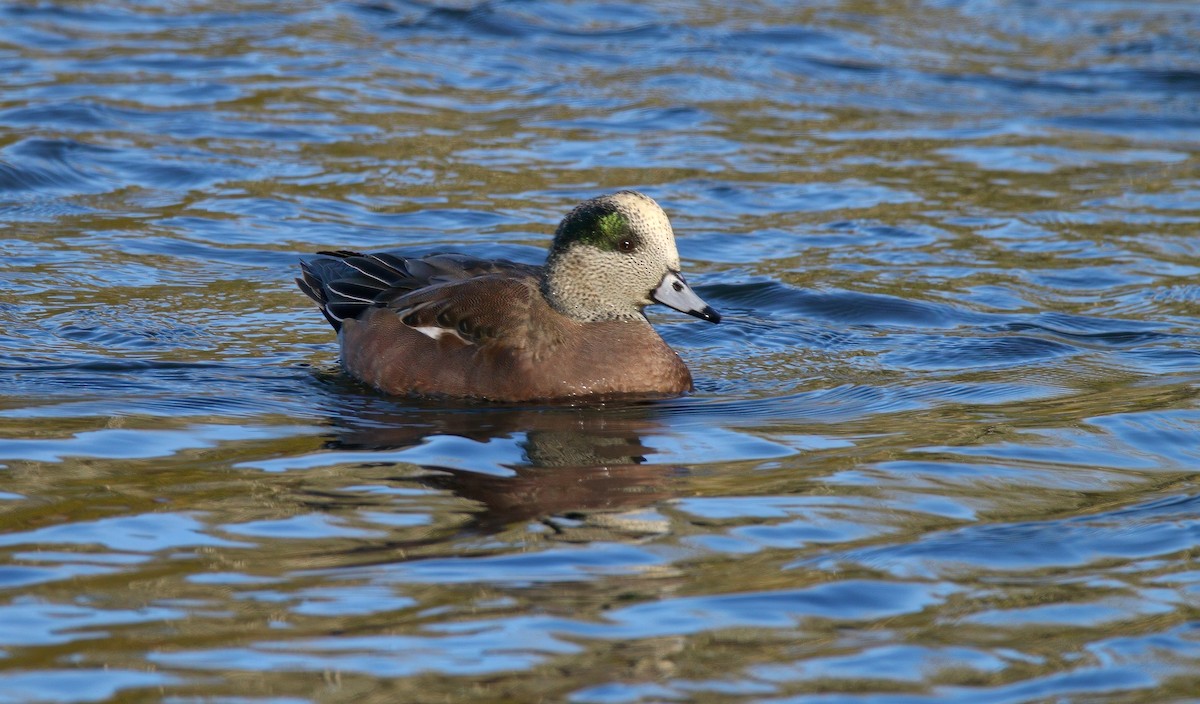 葡萄胸鴨 - ML646324504