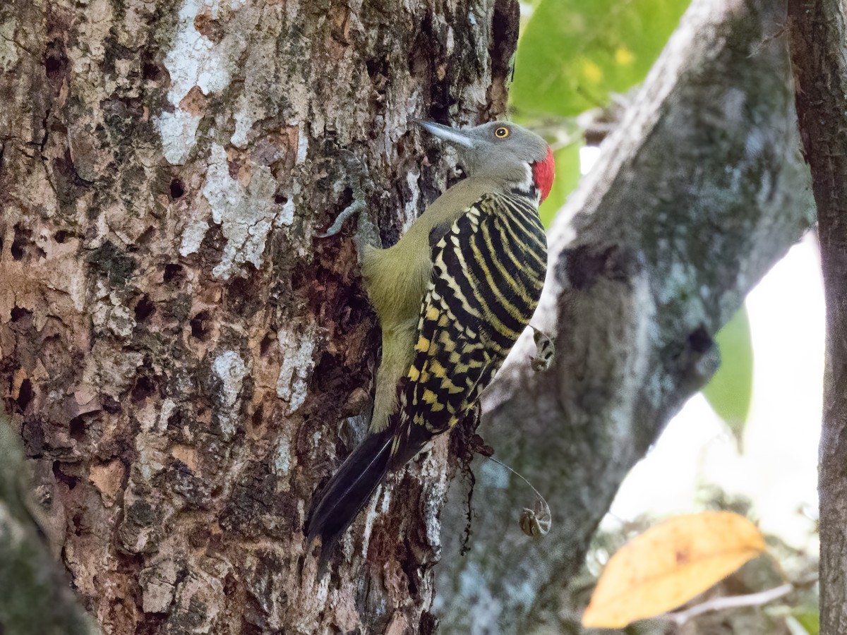 Hispaniolan Woodpecker - ML646324507
