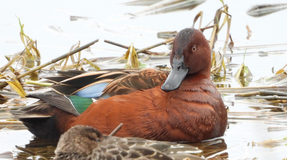 Cinnamon Teal - ML646324508