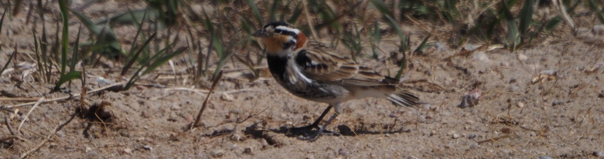 Chestnut-collared Longspur - ML646324509