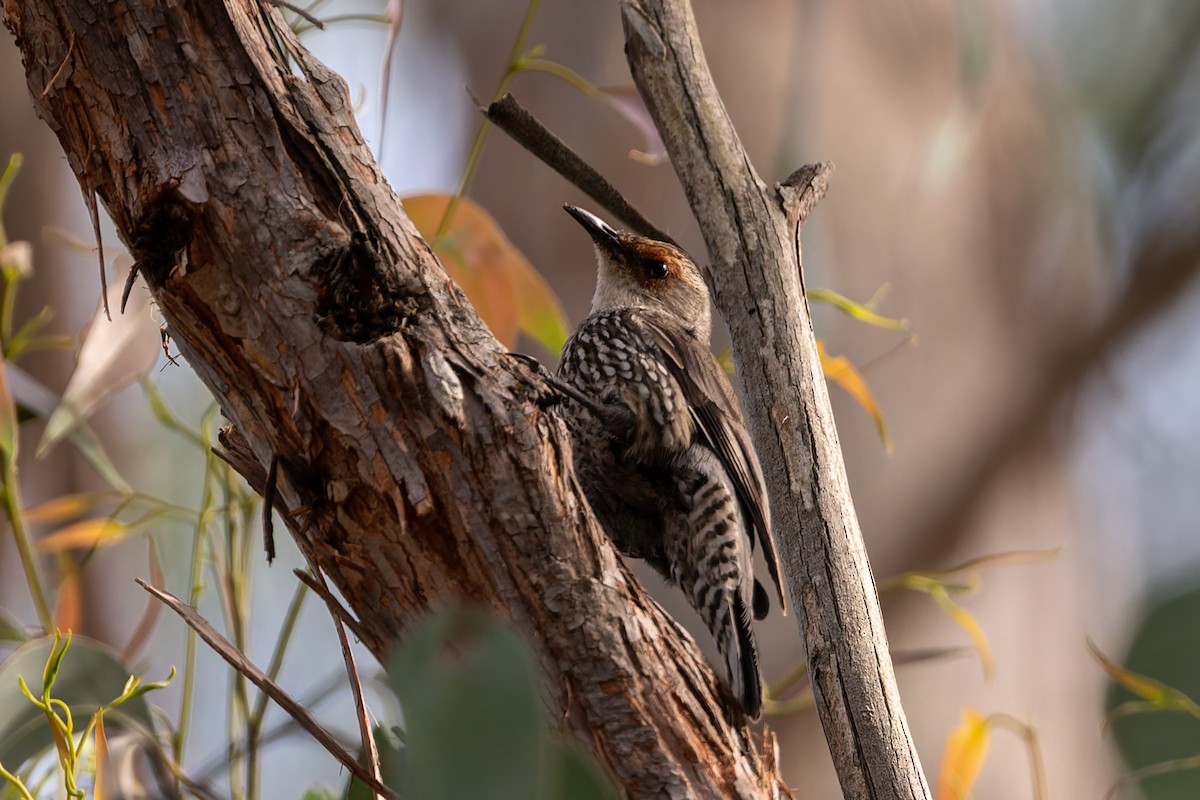 Red-browed Treecreeper - ML646324512