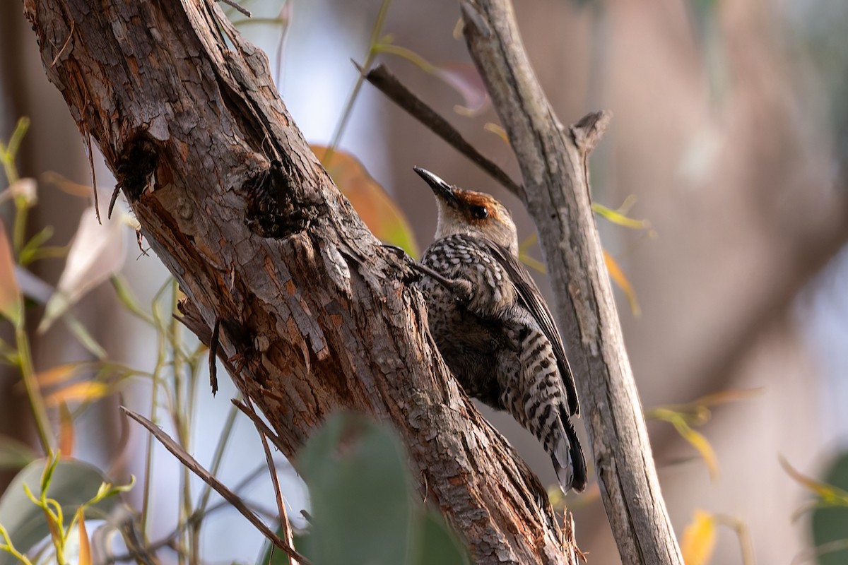 Red-browed Treecreeper - ML646324513