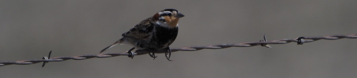 Chestnut-collared Longspur - ML646324514