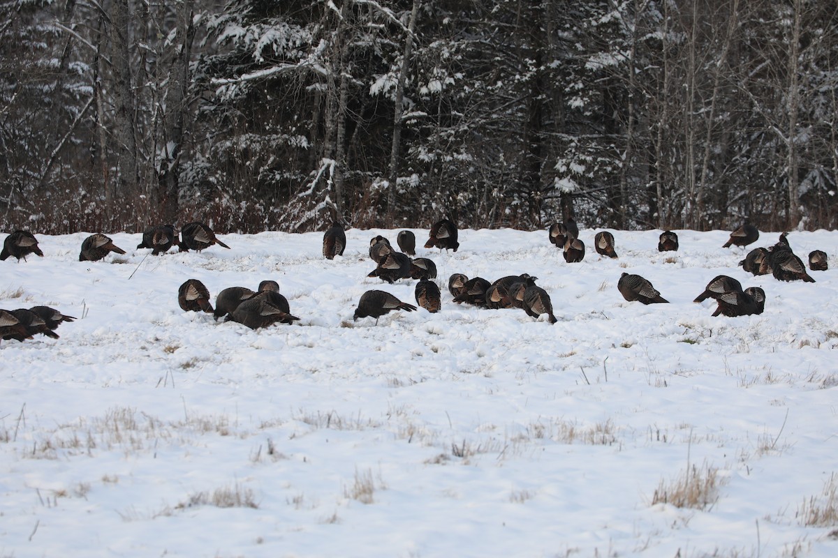 Wild Turkey - ML646324515