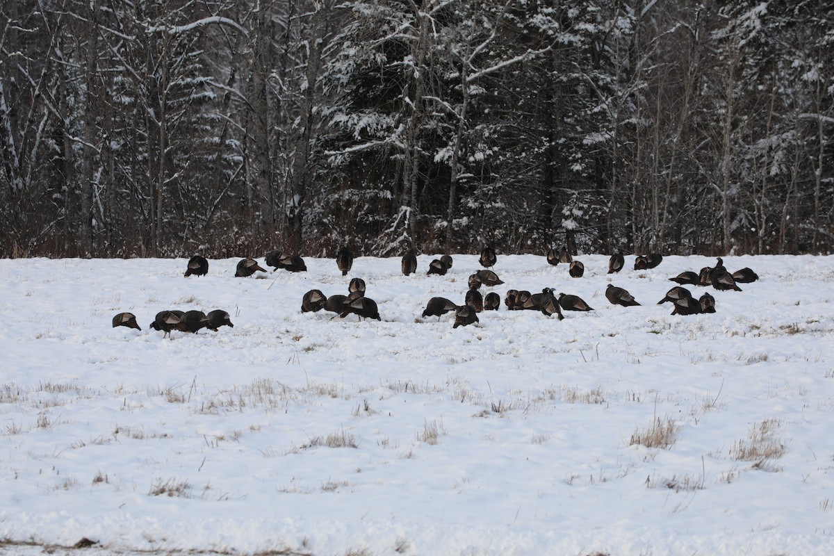 Wild Turkey - ML646324516