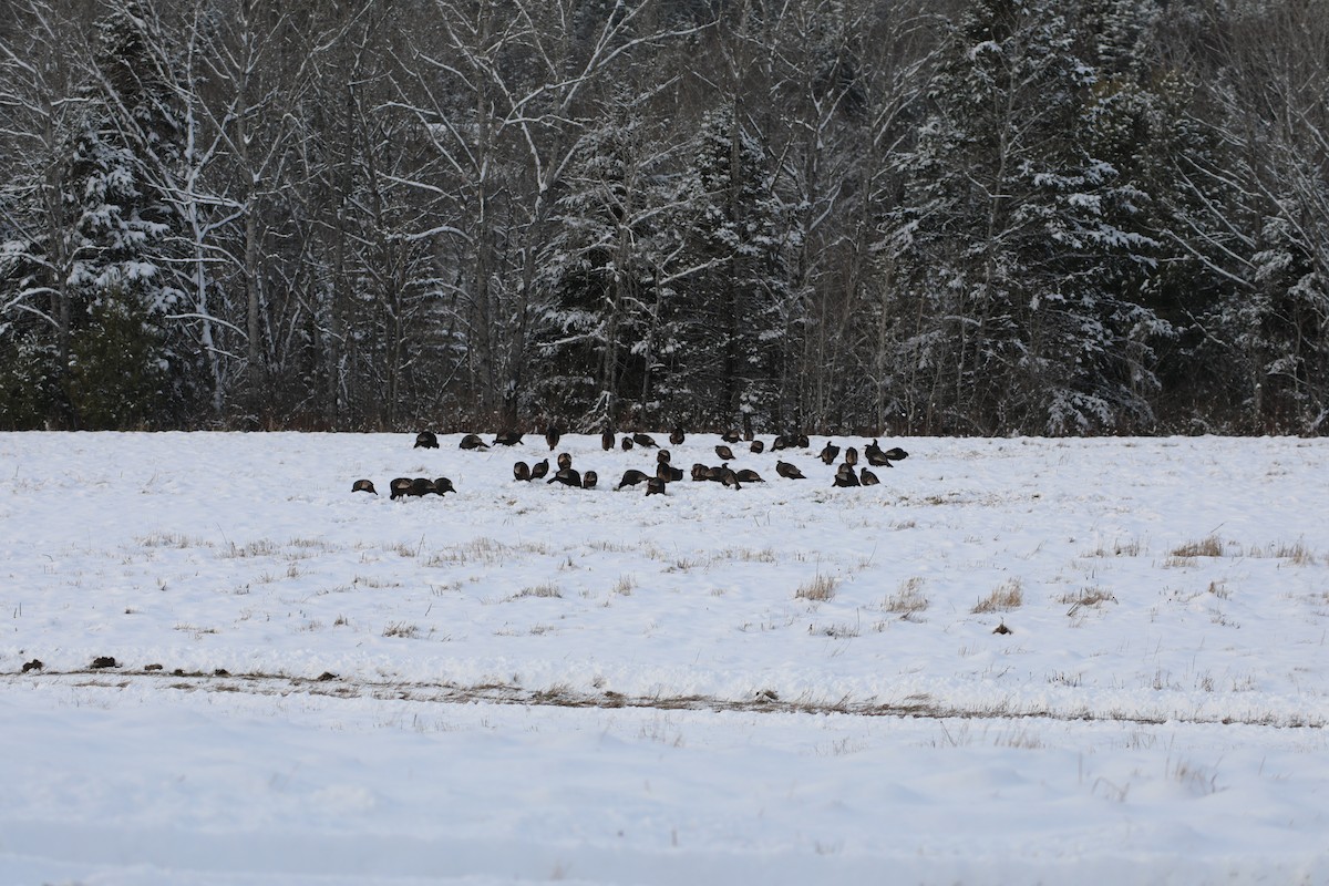 Wild Turkey - ML646324517