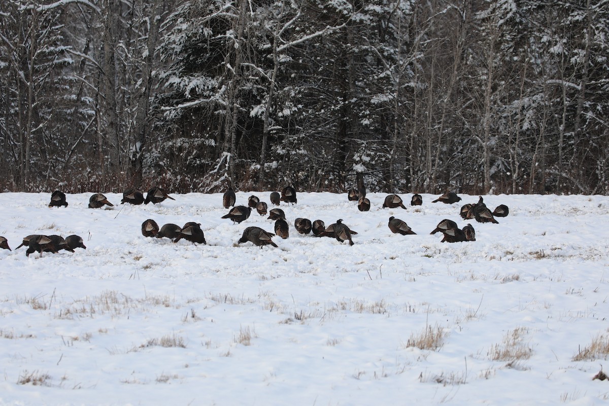 Wild Turkey - ML646324518