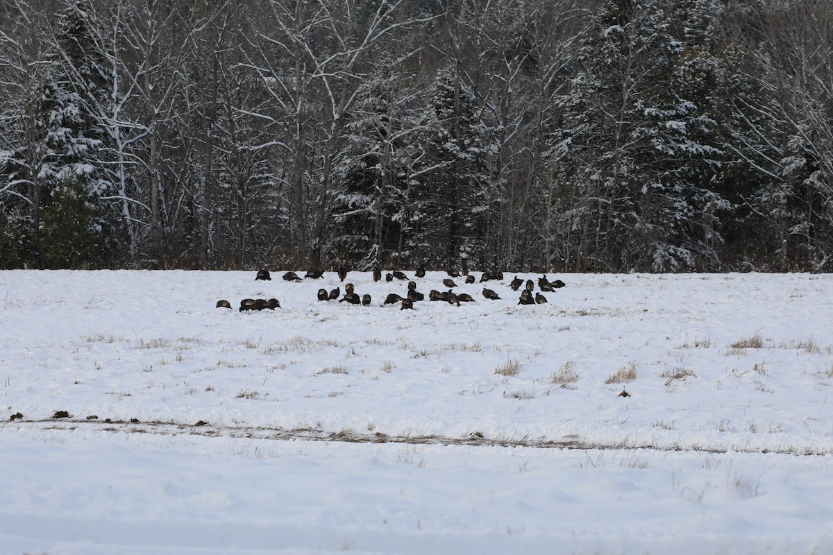 Wild Turkey - ML646324519