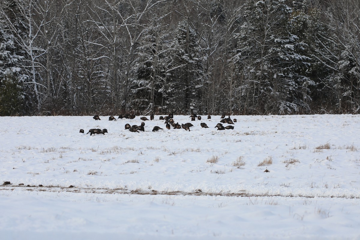 Wild Turkey - ML646324520