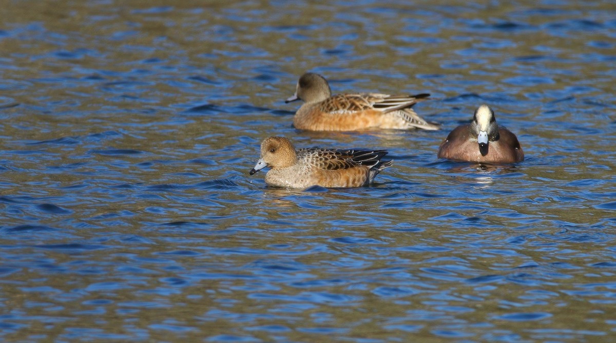 赤頸鴨 - ML646324521