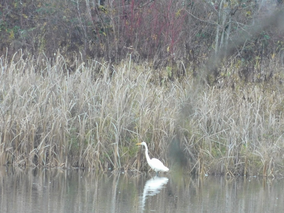 大白鷺 - ML646324522