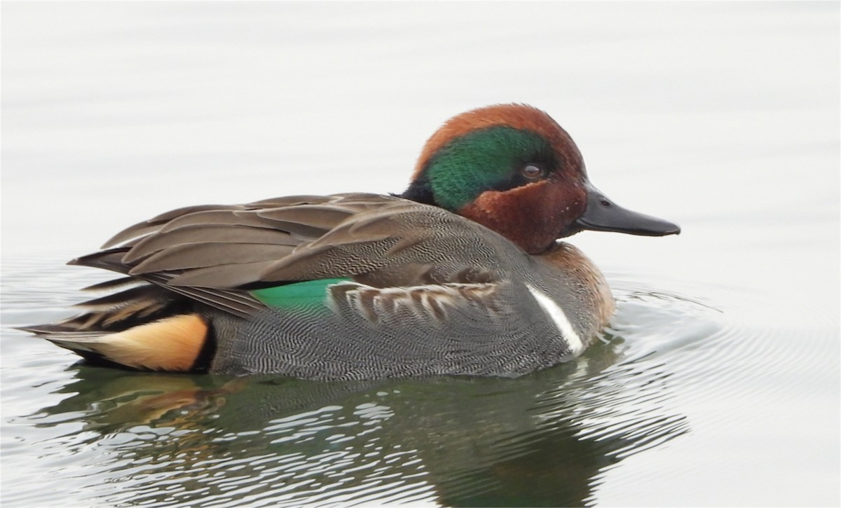 Green-winged Teal (American) - ML646324525