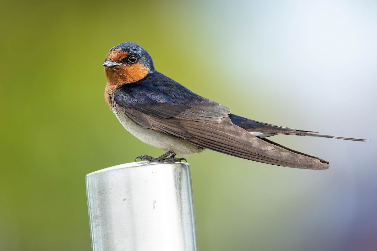 Welcome Swallow - ML646324526