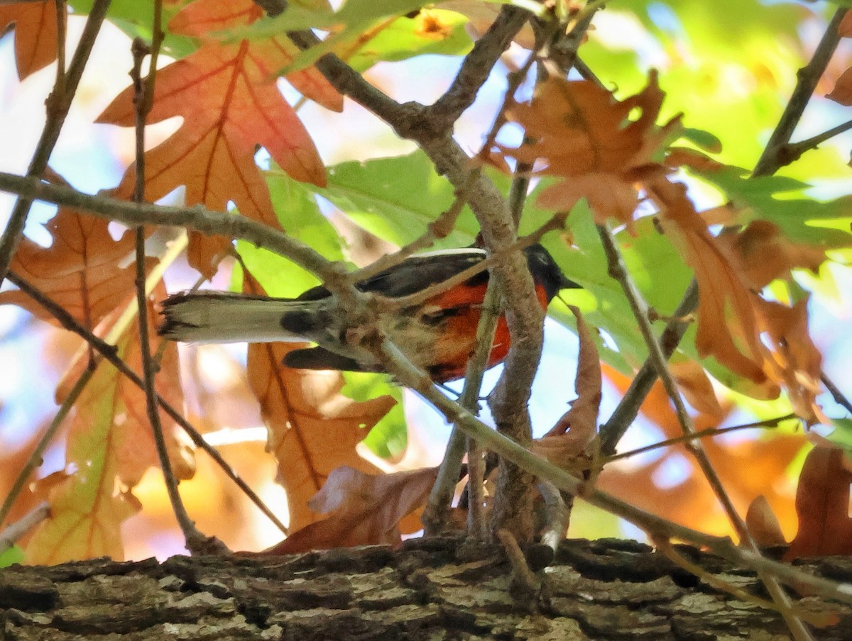 Painted Redstart - ML646324527