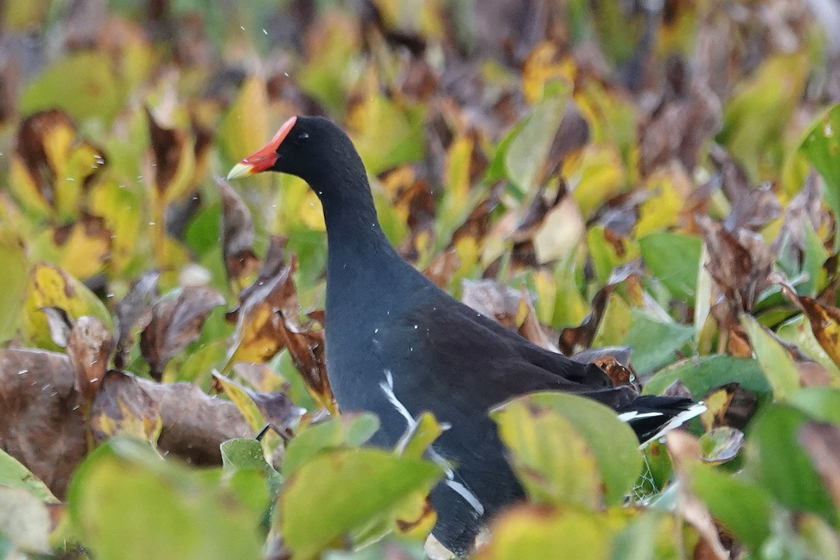 Common Gallinule - ML646324529