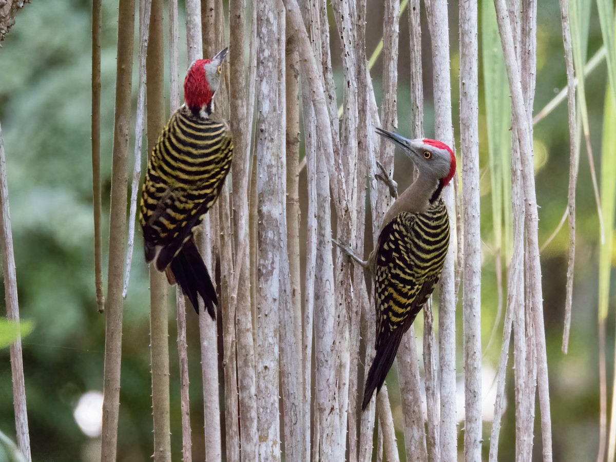 Hispaniolan Woodpecker - ML646324531