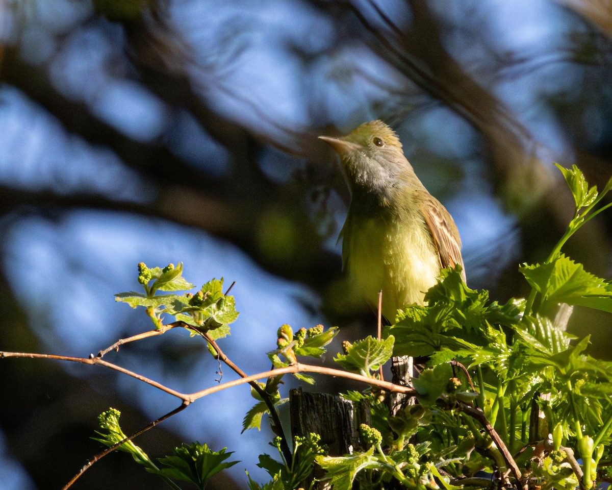 Great Crested Flycatcher - ML646324532