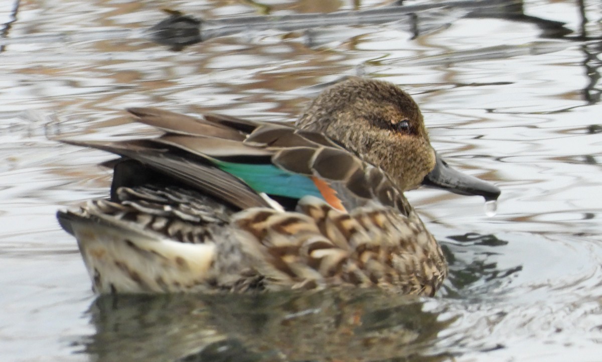Green-winged Teal (American) - ML646324533