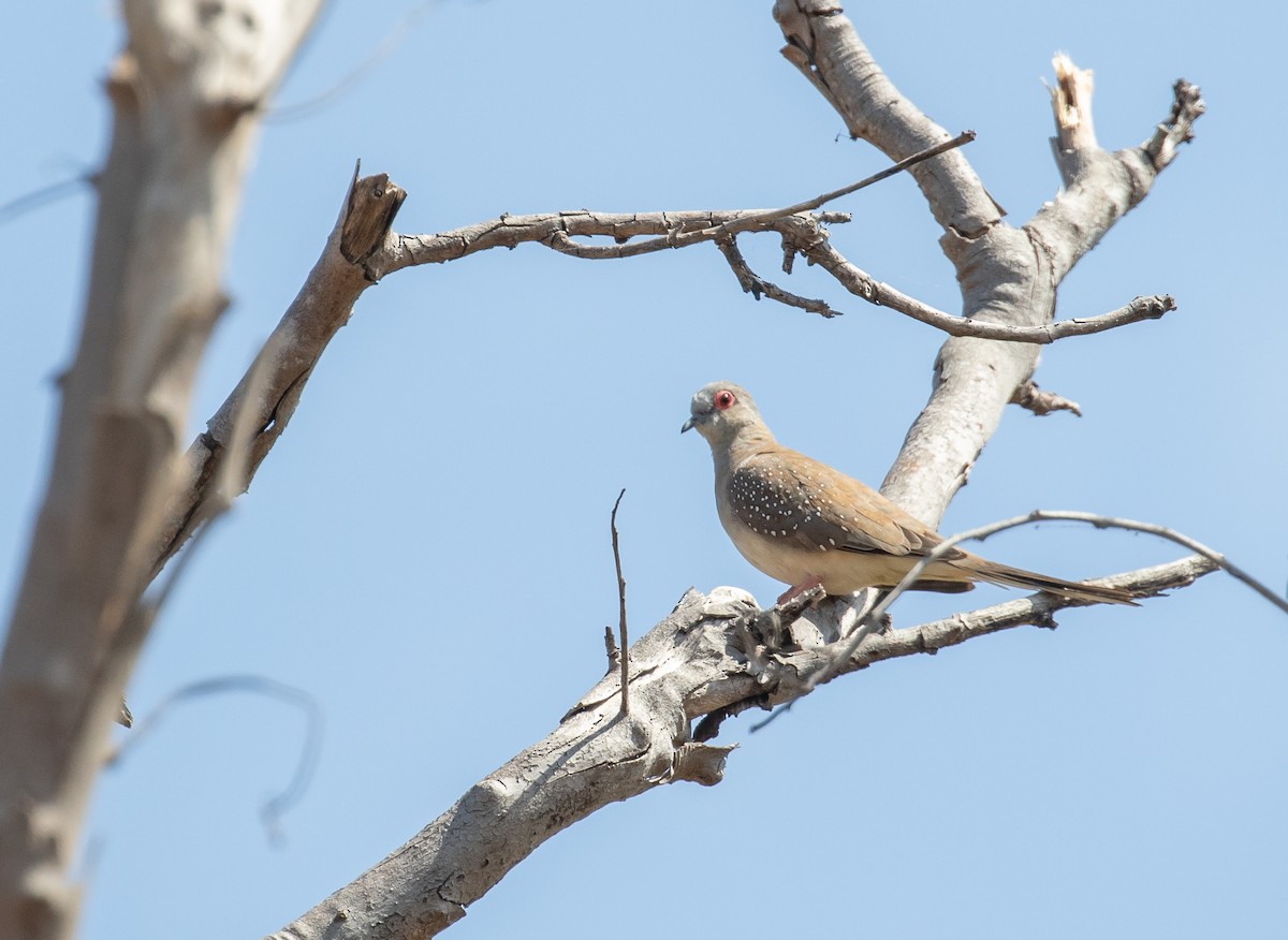 Diamond Dove - ML646324536