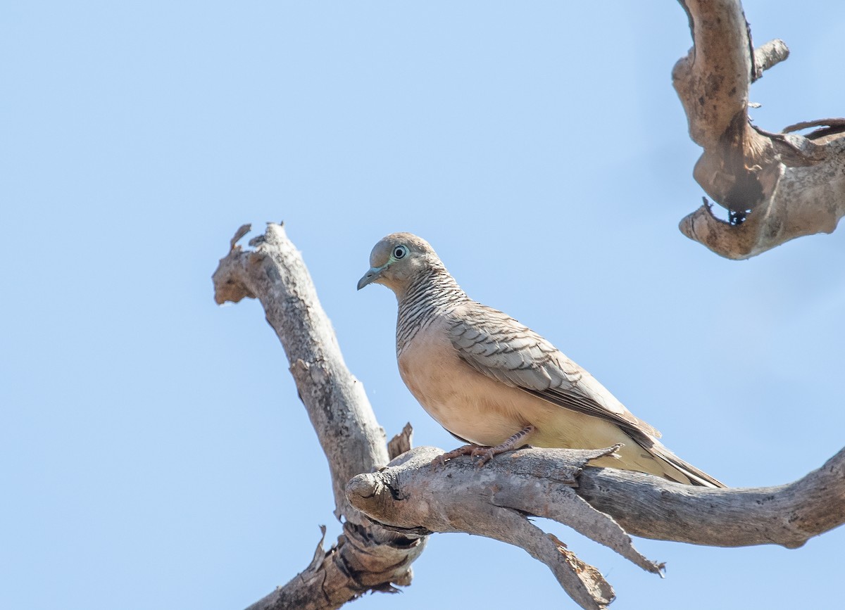 Peaceful Dove - ML646324537