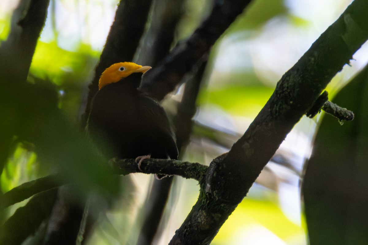 Golden-headed Manakin - ML646324538