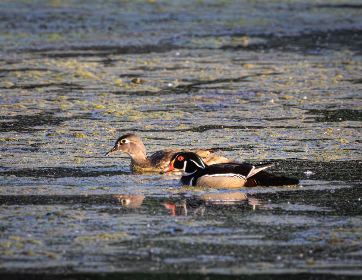 Wood Duck - ML646324543