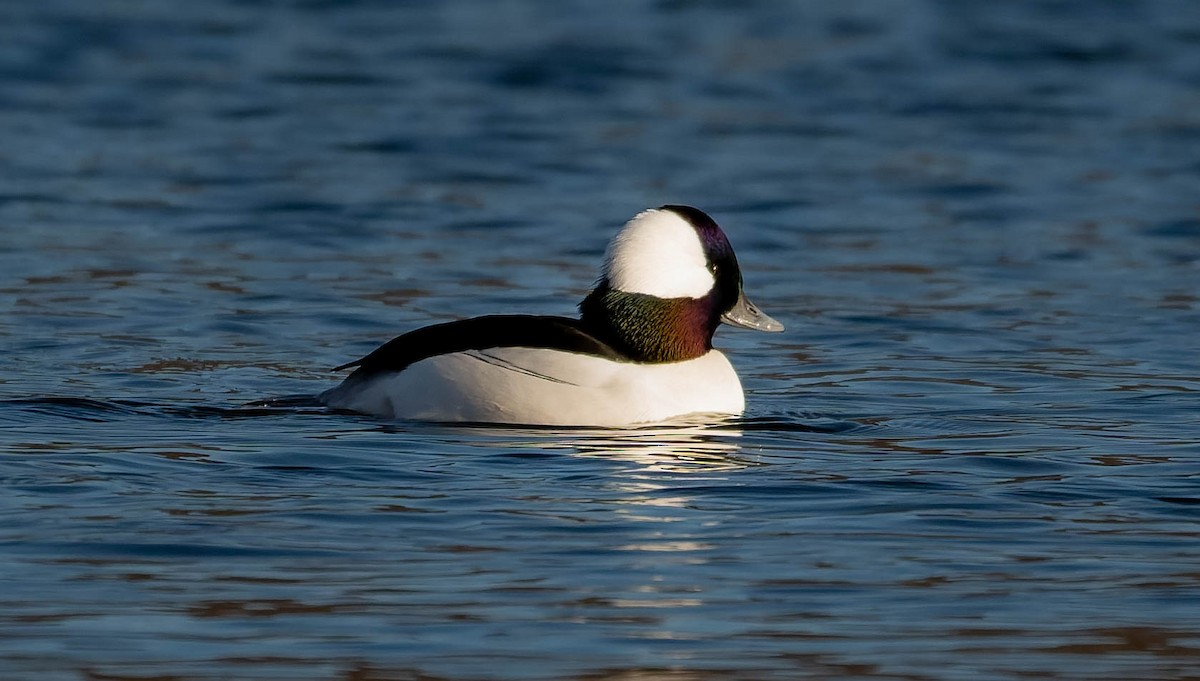 Bufflehead - ML646324546