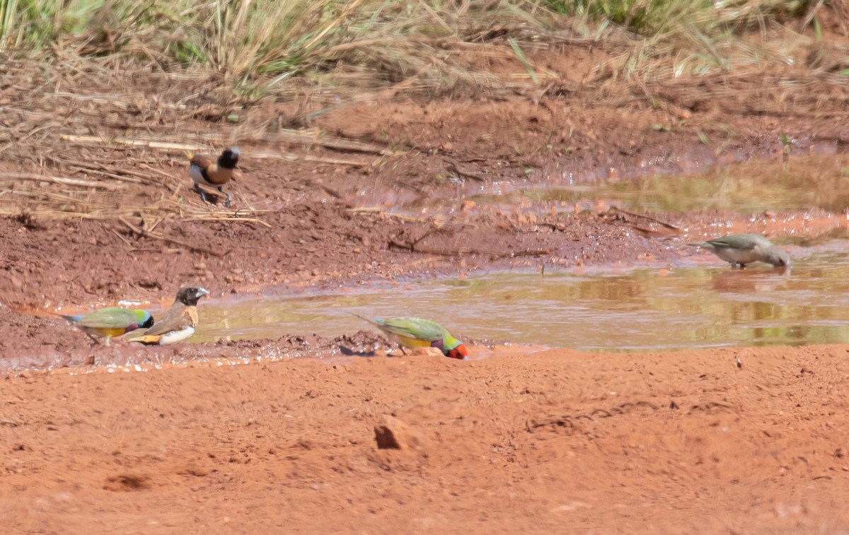Gouldian Finch - ML646324547