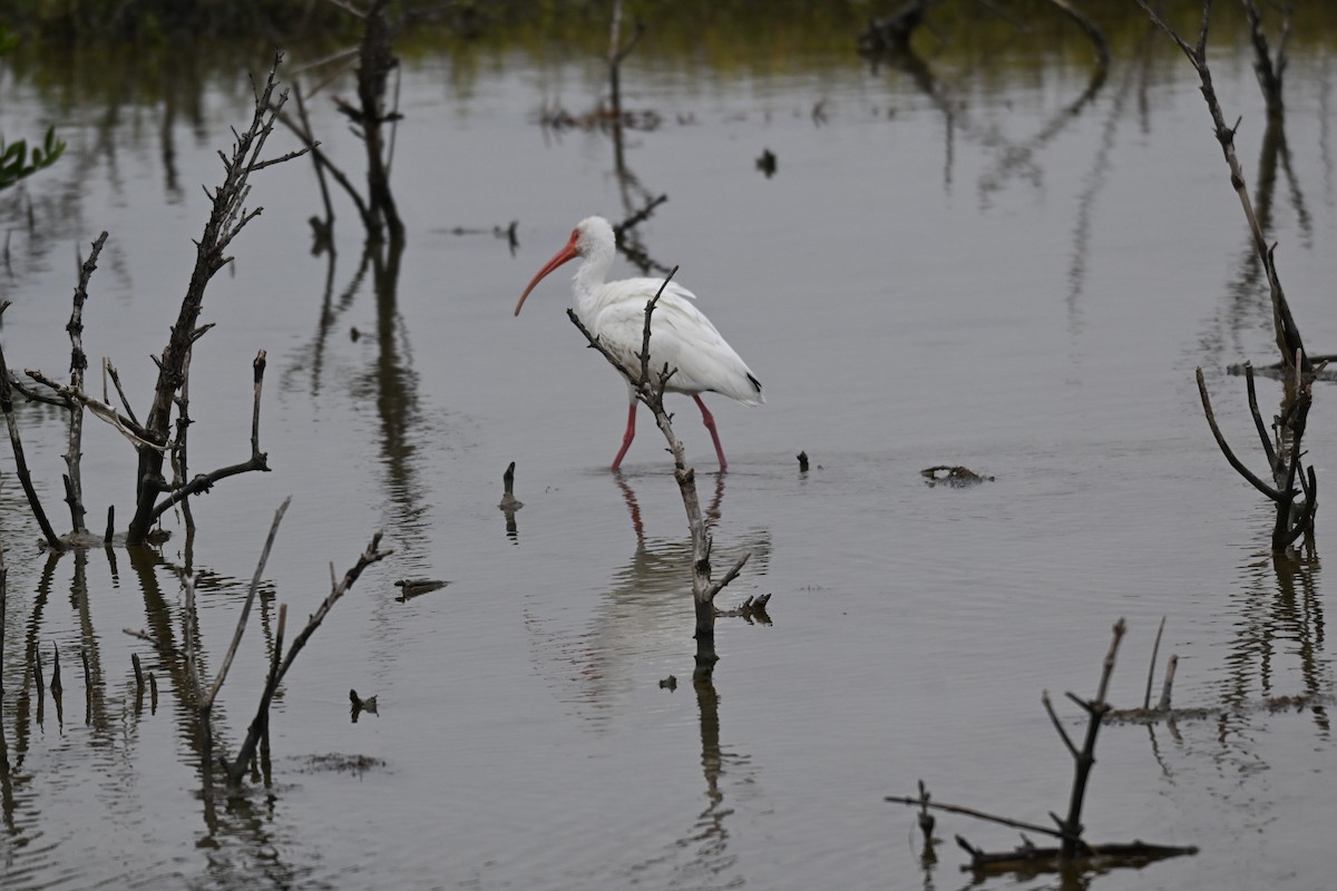 White Ibis - ML646324548
